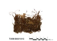 藏品(叢苔科)的圖片